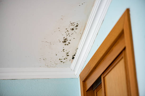 Best Industrial Mold Remediation in Lewiston, CA