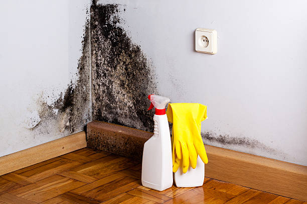 Best Health and Safety Mold Remediation in Lewiston, CA